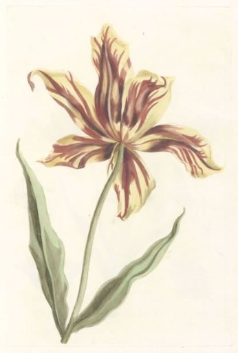 Tulip