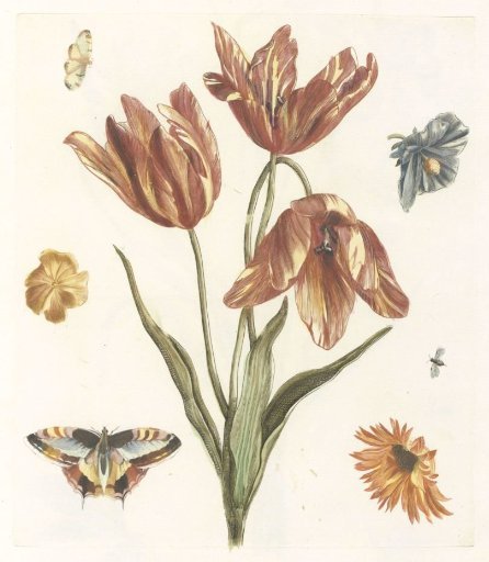 Tulips, other flowers, butterflies, and a fly