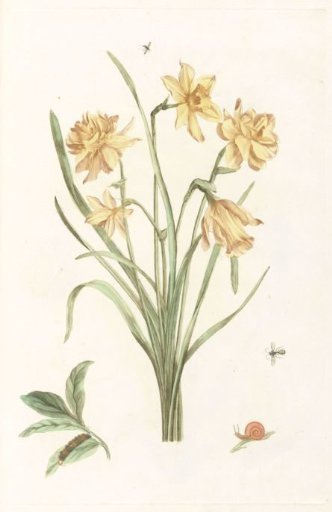 Five narcissi