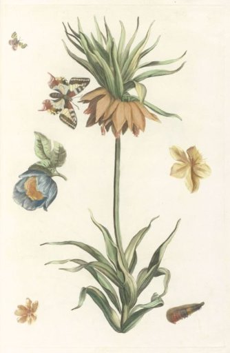 Crown imperial, butterfly, and caterpillar