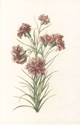 Stalk with Six Carnations