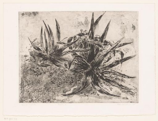 Aloes