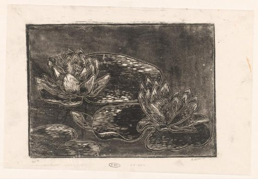 Water lilies