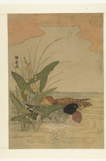 Two Ducks Swimming Near Yellow-Flowering Arrowhead