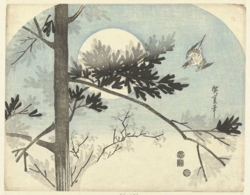 Cuckoo and pine tree