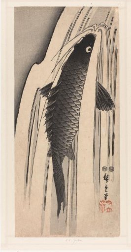 Carp Swimming Upstream Against a Waterfall