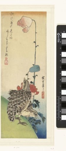 Quails and Poppies