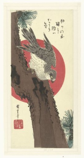 Hawk on a pine tree