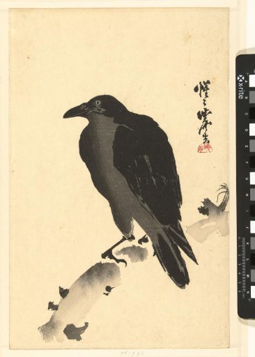 Crow on a Tree Trunk