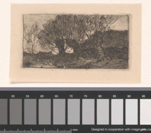 Three pollard willows near a farm
