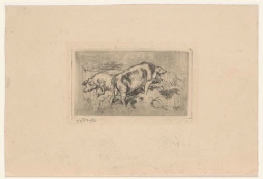 Two pigs