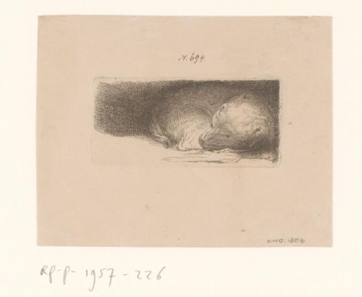 Sleeping puppy