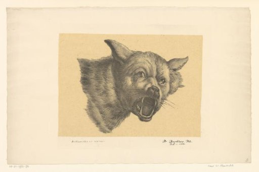 Head of a wolf or dog