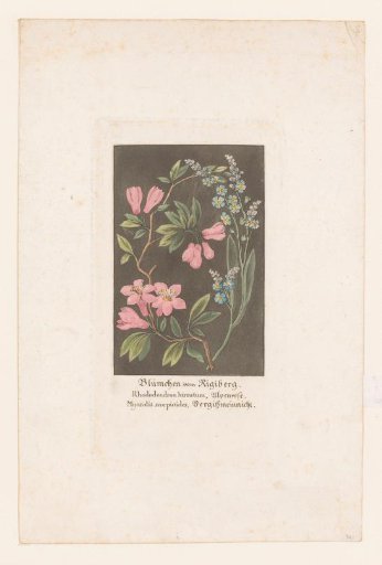 Alpine rose and forget-me-not from the Rigi