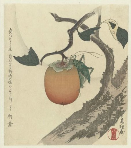 Kakui fruit with a grasshopper