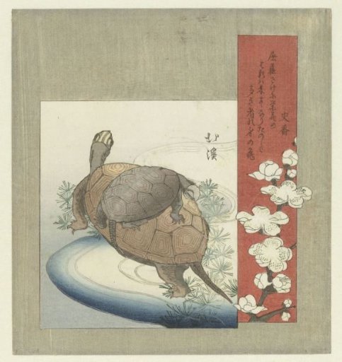 Turtles