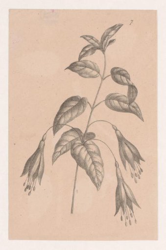 Branch with Flowers