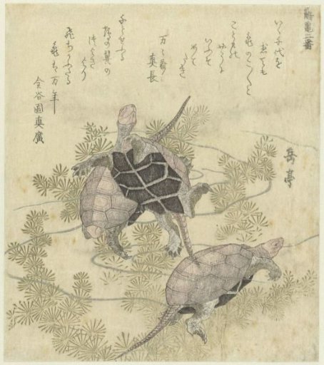 Three turtles among water plants