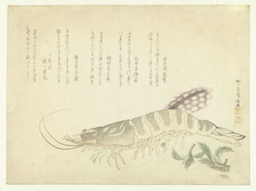 Crayfish and Cuttlefish
