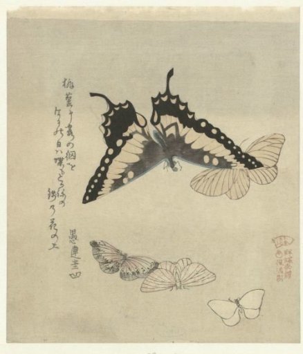 Five butterflies