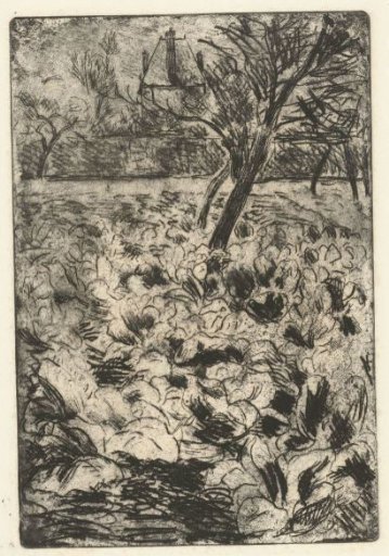 The Turnip Field