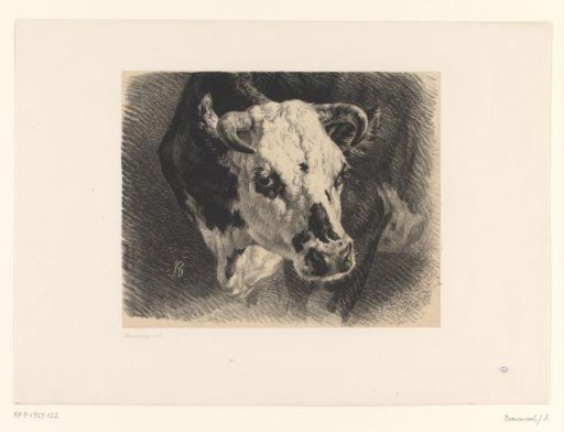 Head of a Cow