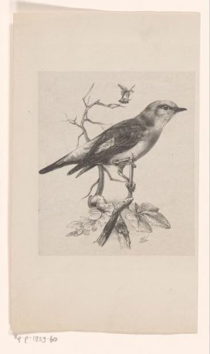 Flycatcher on a branch
