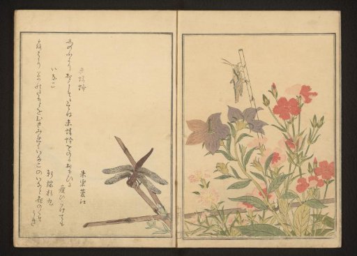 Red dragonfly and locust by pinks