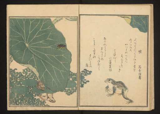 Frogs and gold bug near lotus