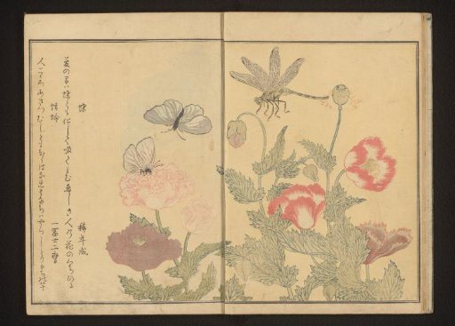 Butterflies and dragonfly near poppies