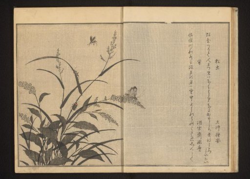 Cricket and fireflies on polygonum and reeds