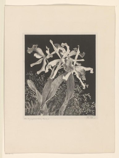 Orchids