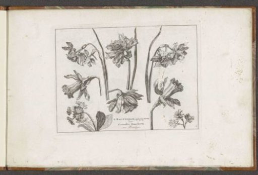 Daffodils and other flowers