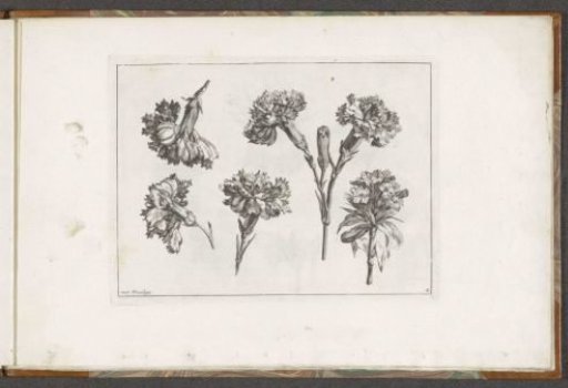 Carnations and Sweet William