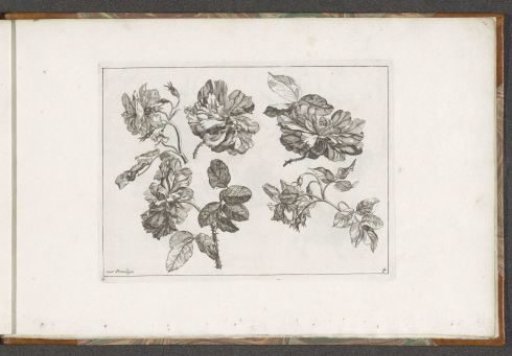 Roses