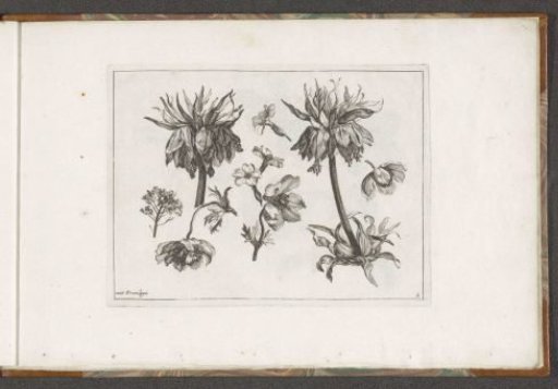 Imperial crown and flowers of the carnation family
