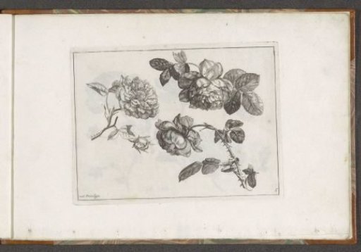 Roses