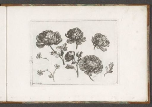 Peonies