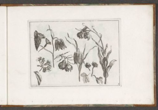 Poppies and other flowers