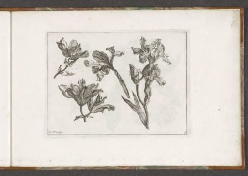 Lily and other flowers
