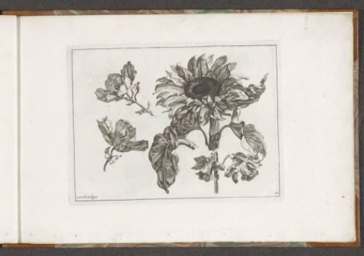 Sunflower and daffodil