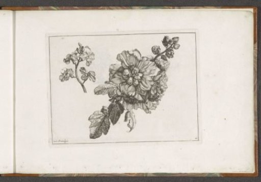 Two kinds of flowers