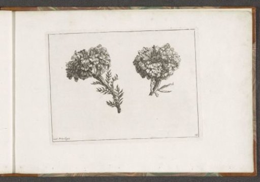 Two flowers, possibly carnations
