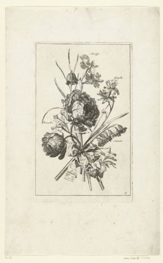 Six flowers, including peonies and daffodils