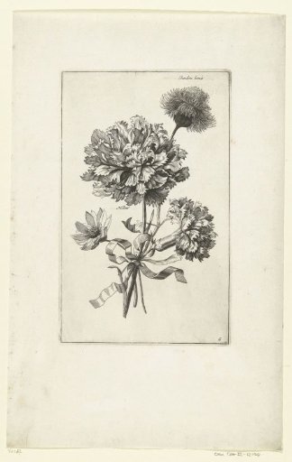 Four flowers, including a carnation and a thistle