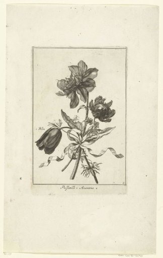 Four flowers, including an anemone