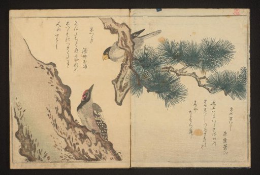 Grosbeak and woodpecker
