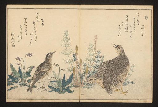 Quail and skylark