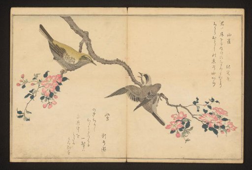 Tit and bush warbler