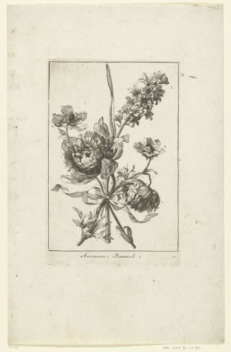 Five flowers, including anemones and ranunculus